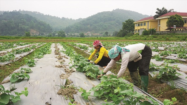 phân bón hữu cơ 