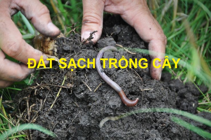 DAT-SACH-TRONG-CAY-TRIBAT